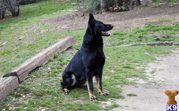 German Shepherd dog